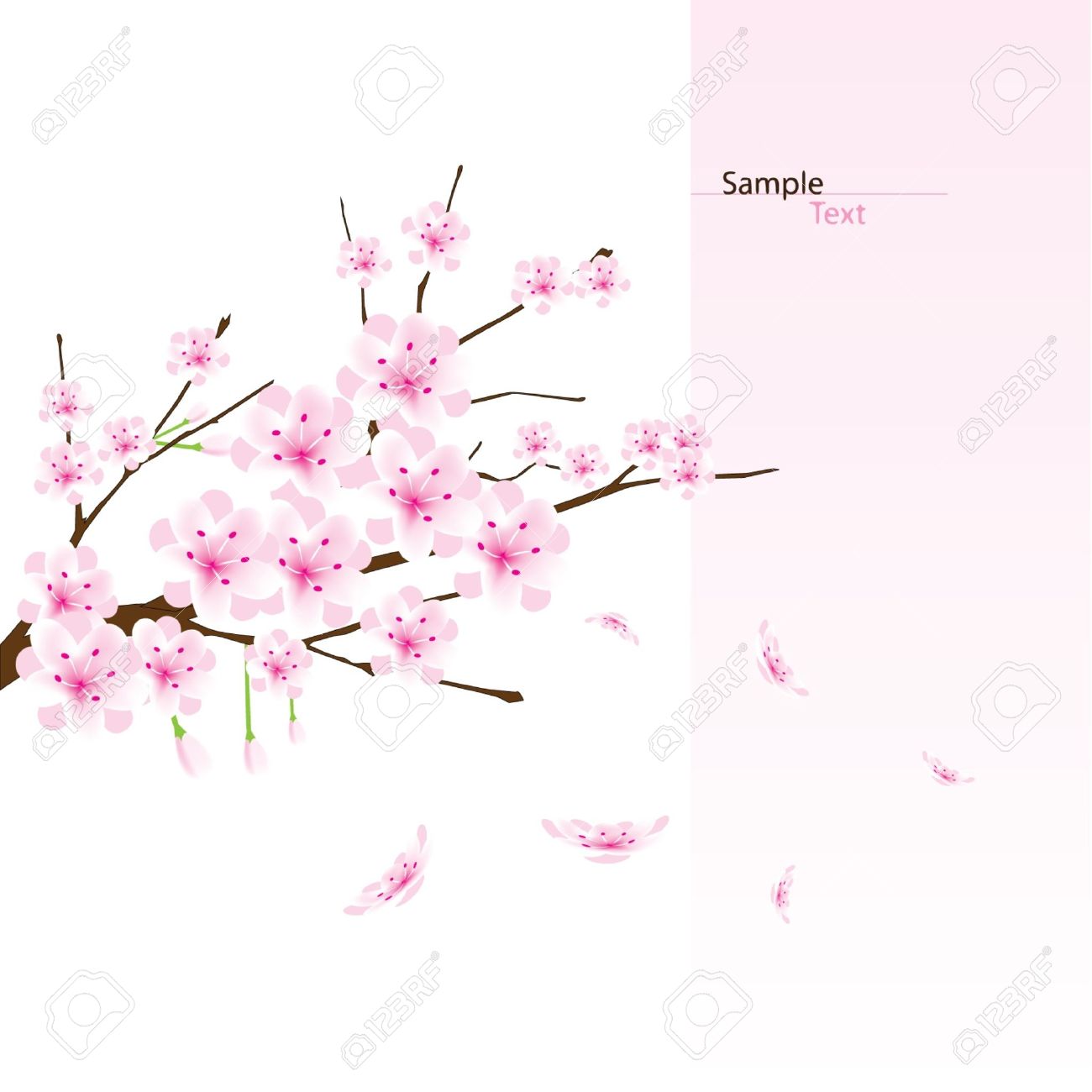 vector cherry blossom branch royalty free cliparts vectors and