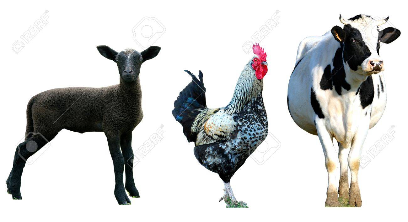 etiam-dictum-ipsum-a-felis