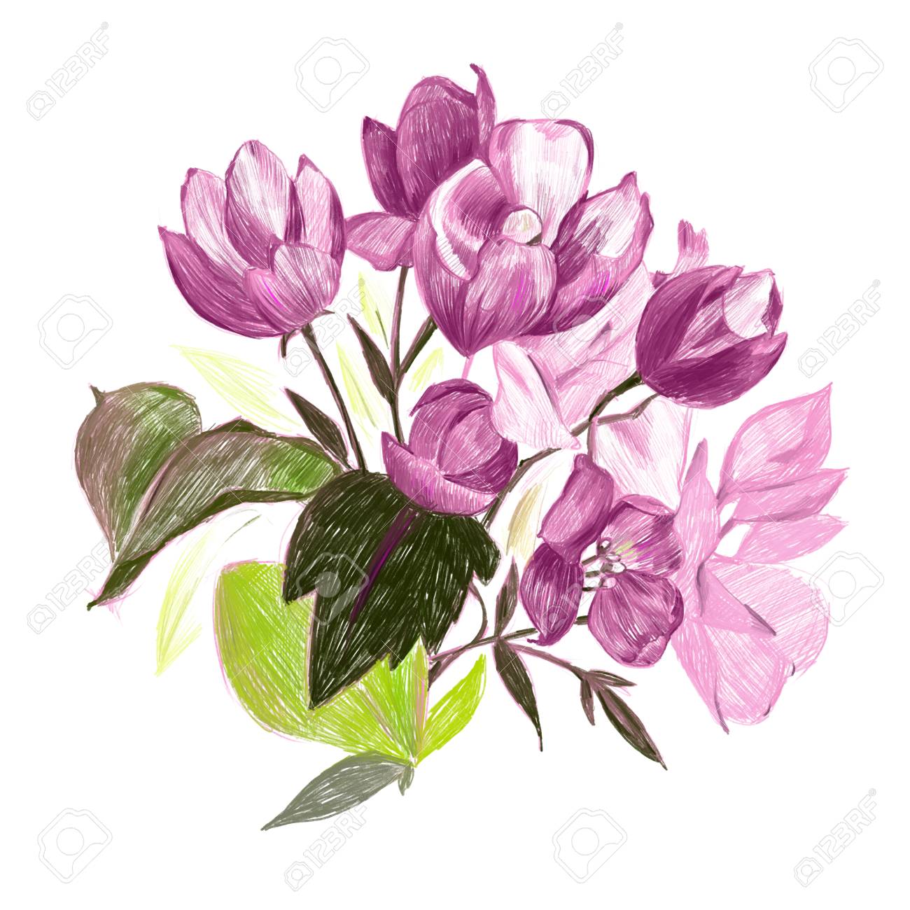 白地に紫の花の手描きイラスト 色鉛筆 の写真素材 画像素材 Image