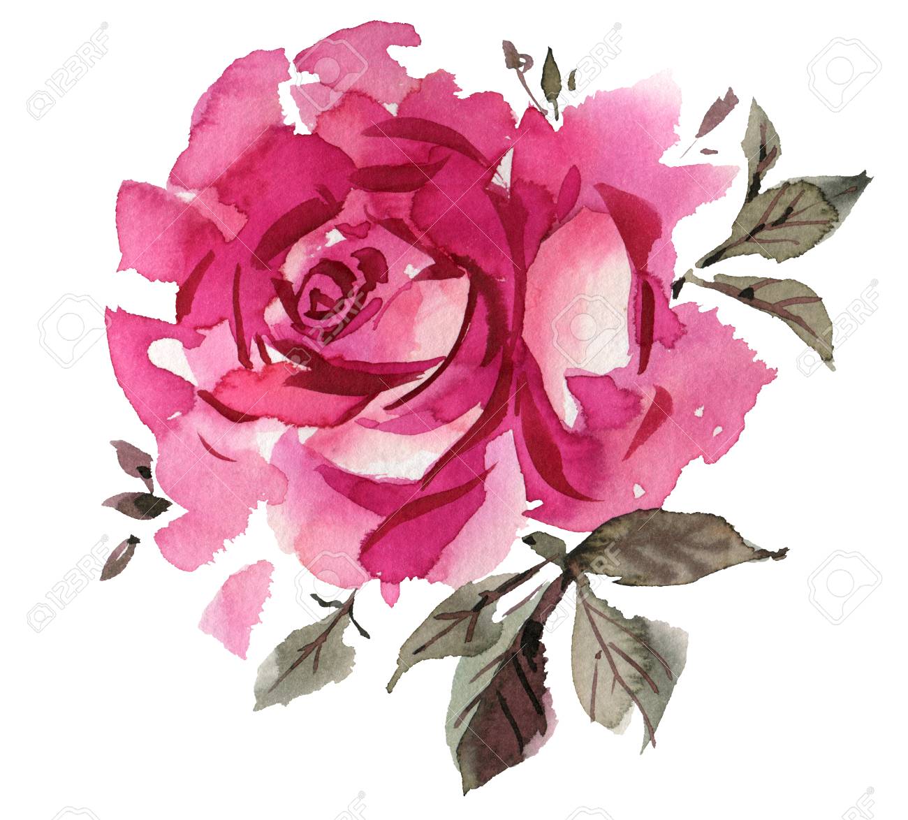 pink watercolor roses isolated on a white background hand drawn