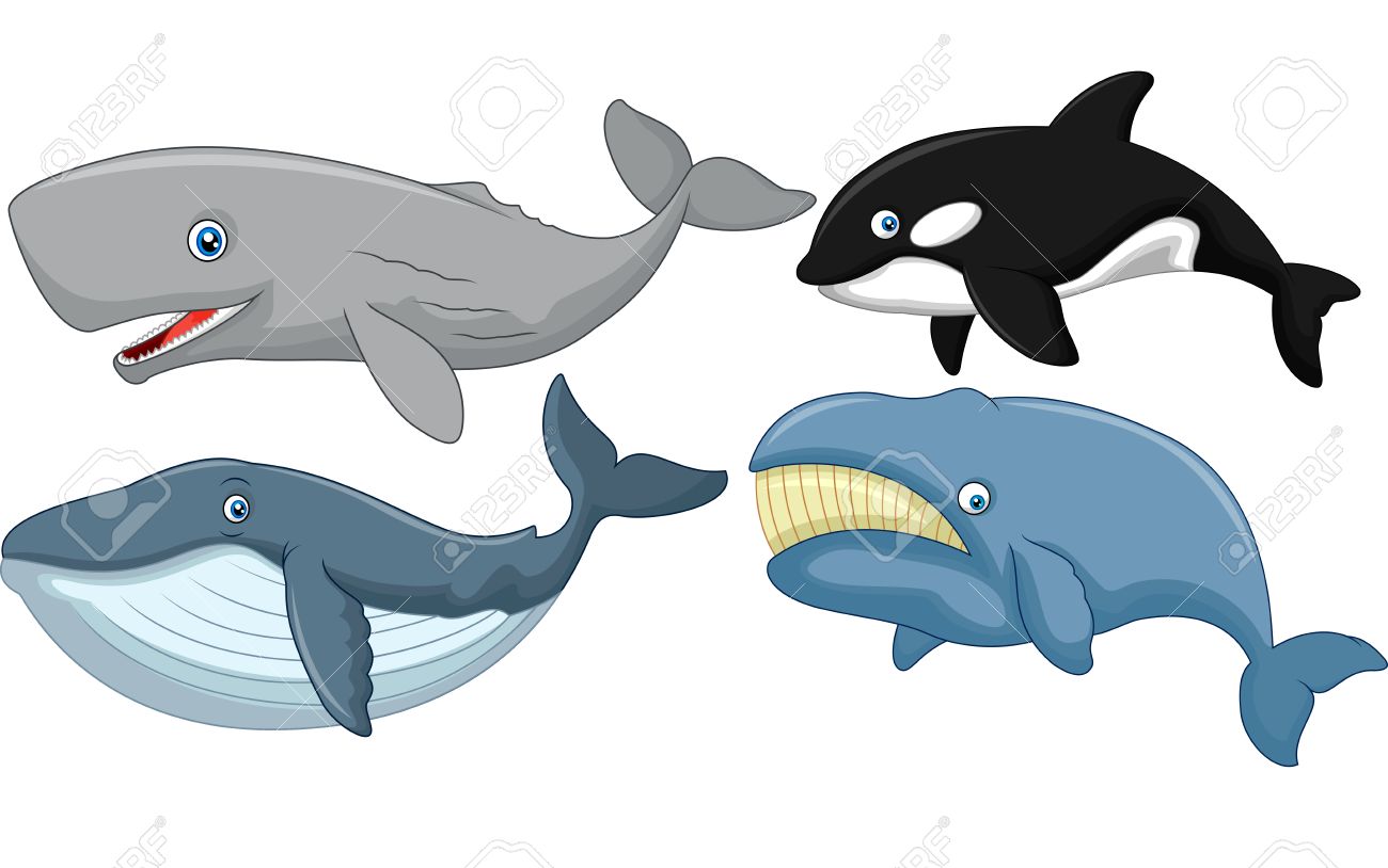 best 25 cartoon whale ideas on underwater