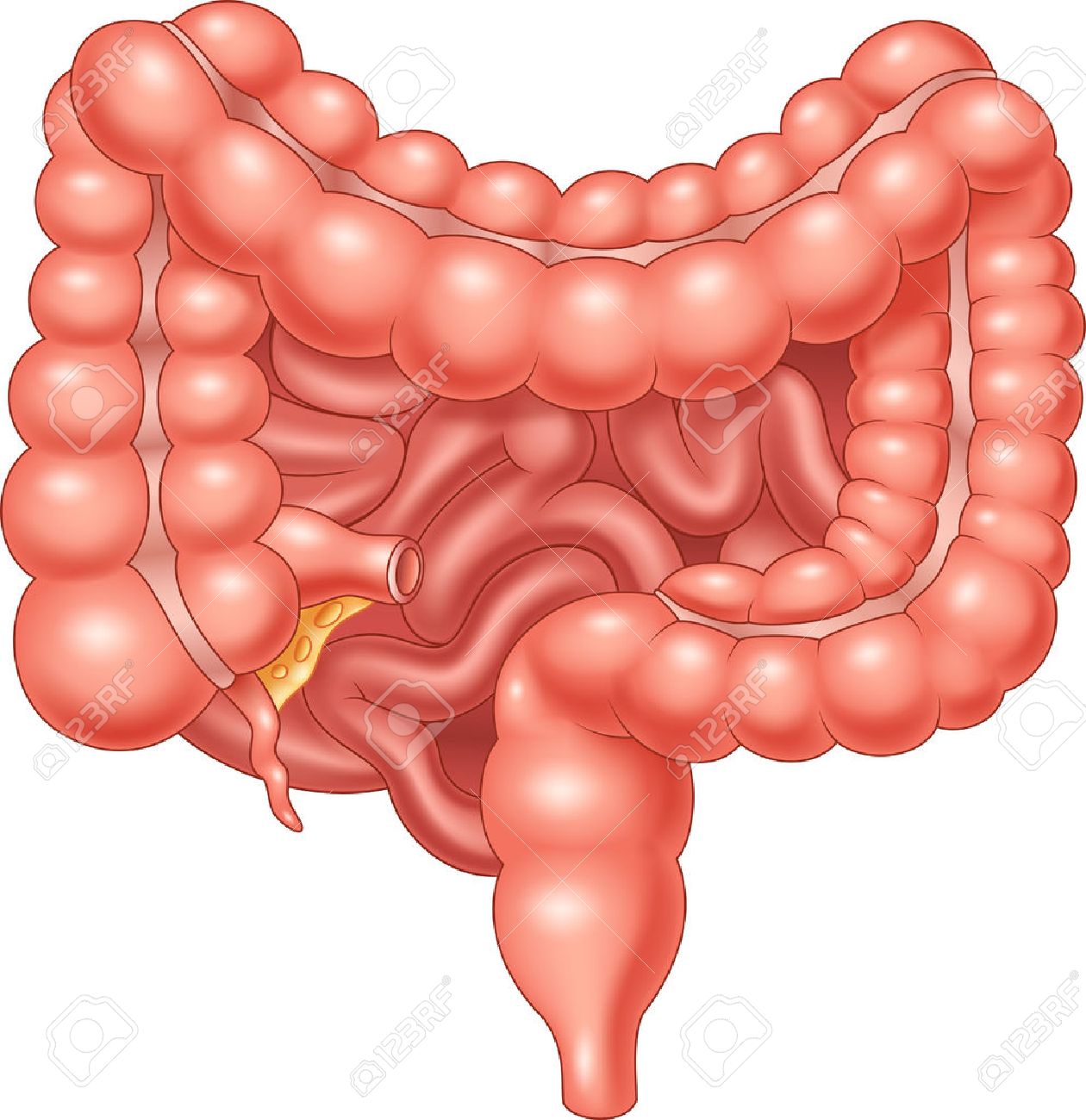 大 小腸のベクトル図 のイラスト素材 ベクタ Image