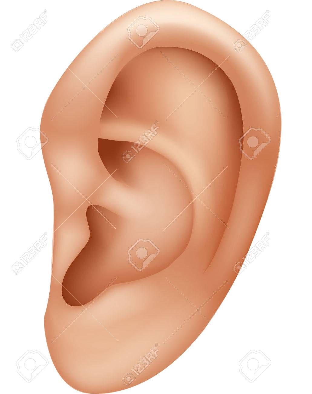 Illustration Vecteur De Illustration De L Oreille Humain Isole Sur Fond Blanc Clip Art Libres De Droits Vecteurs Et Illustration Image