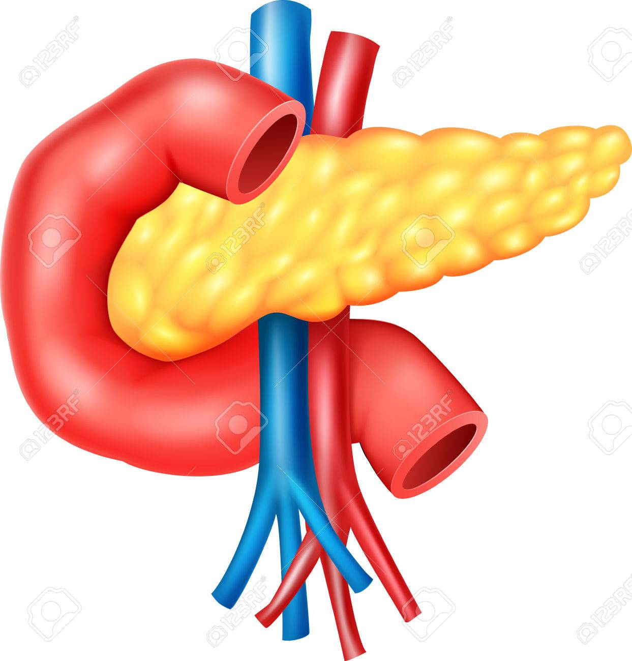 Vector Illustration Of Human Internal Pancreas Anatomy Royalty Free Svg Cliparts Vectors And Stock Illustration Image