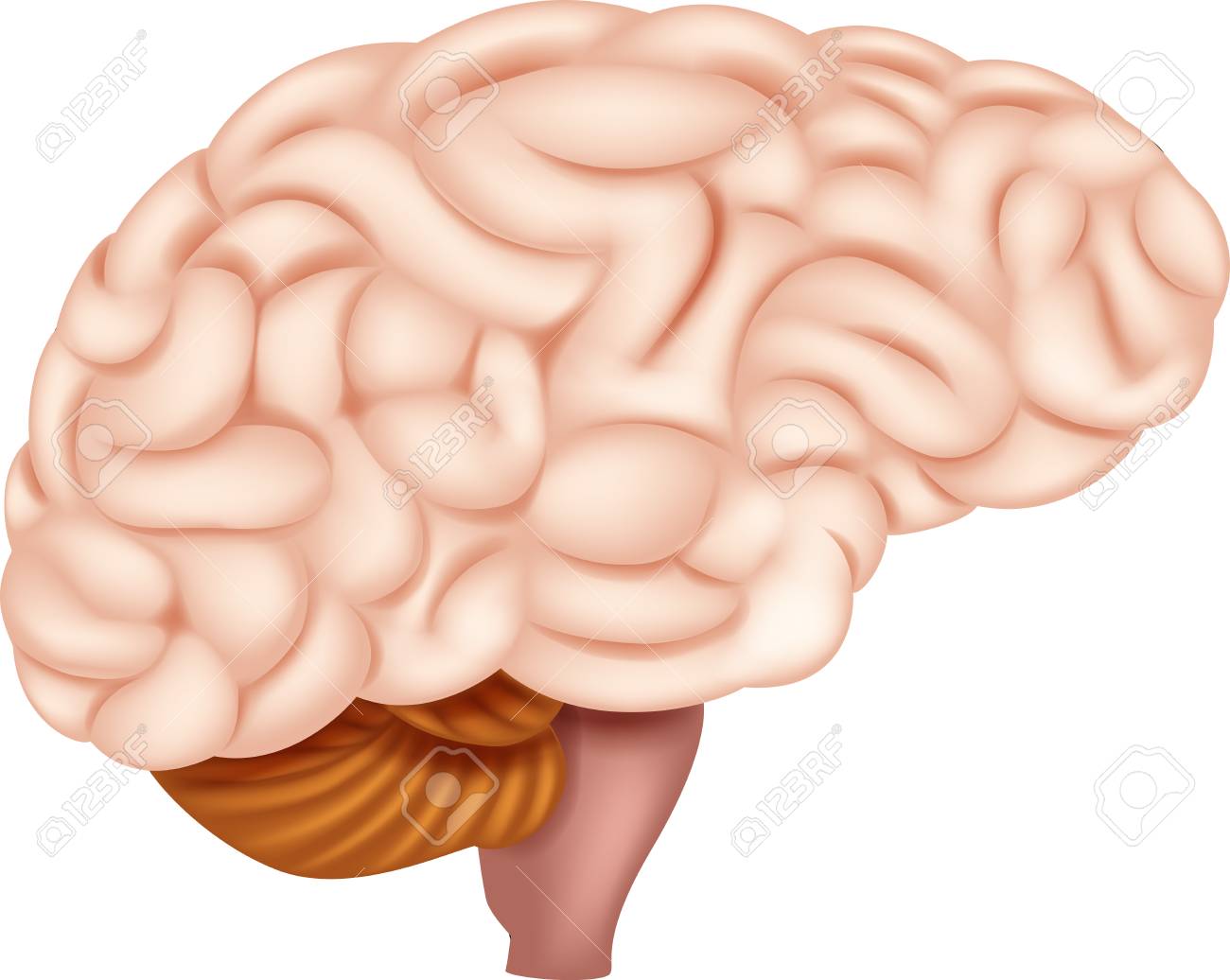 人間の脳の解剖学のベクトル イラスト のイラスト素材 ベクタ Image 人間の脳の解剖学のベクトル イラスト のイラスト素材 ベクタ Image