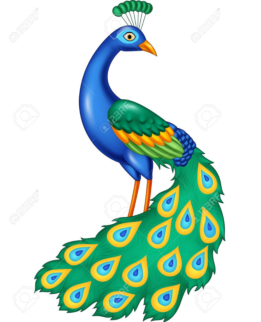 Vector Illustration Of Cartoon Beautiful Peacock Royalty Free SVG, Cliparts, Vectors, And Stock Illustration. Image 107463640. Vector Illustration Of Cartoon Beautiful Peacock Royalty Free SVG, Cliparts, Vectors, And Stock Illustration. Image 107463640.