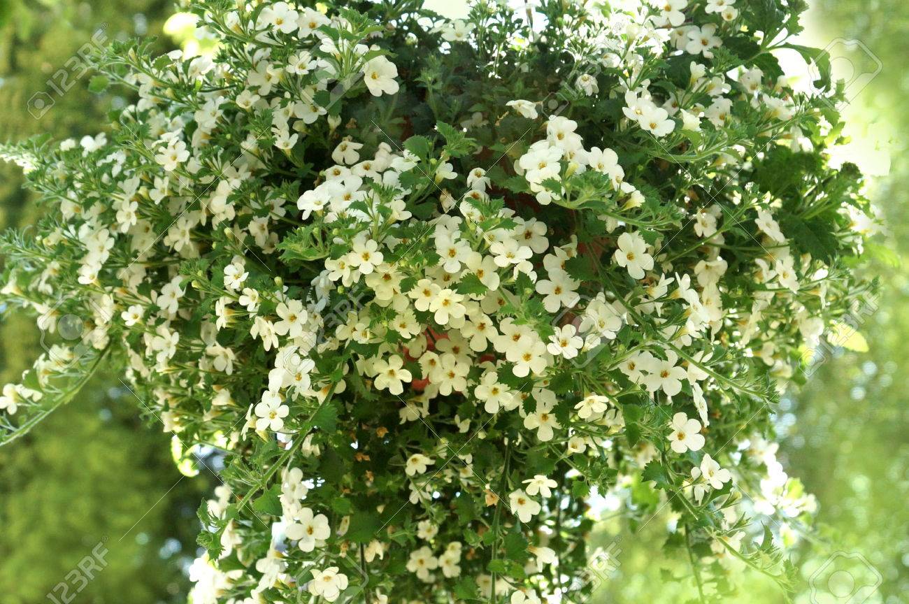 Weisse Hangende Blume Fur Haus Und Garten Und Balkon Sutera Baja Lizenzfreie Fotos Bilder Und Stock Fotografie Image 43080490