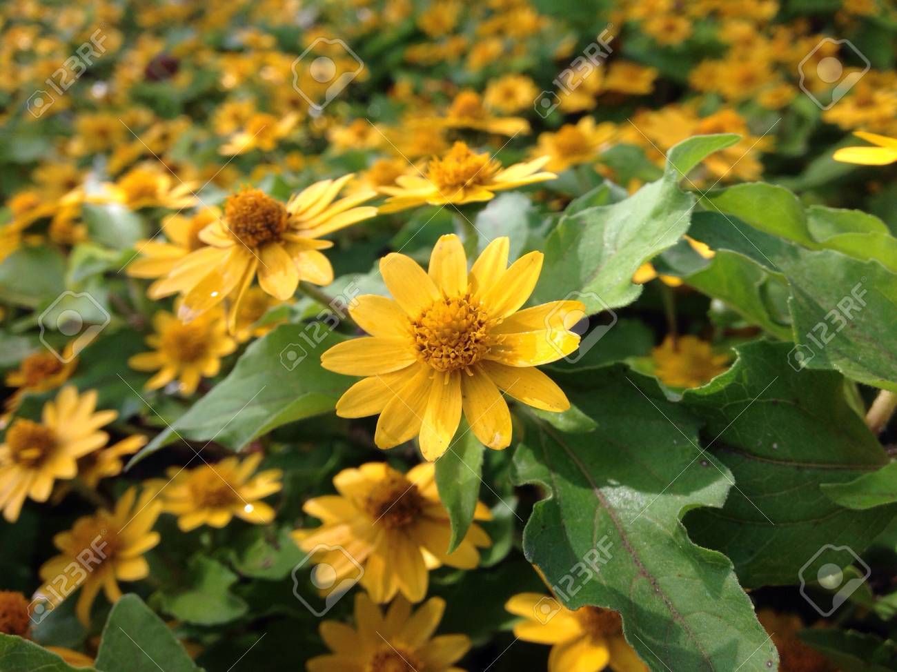 etiam-dictum-ipsum-a-felis