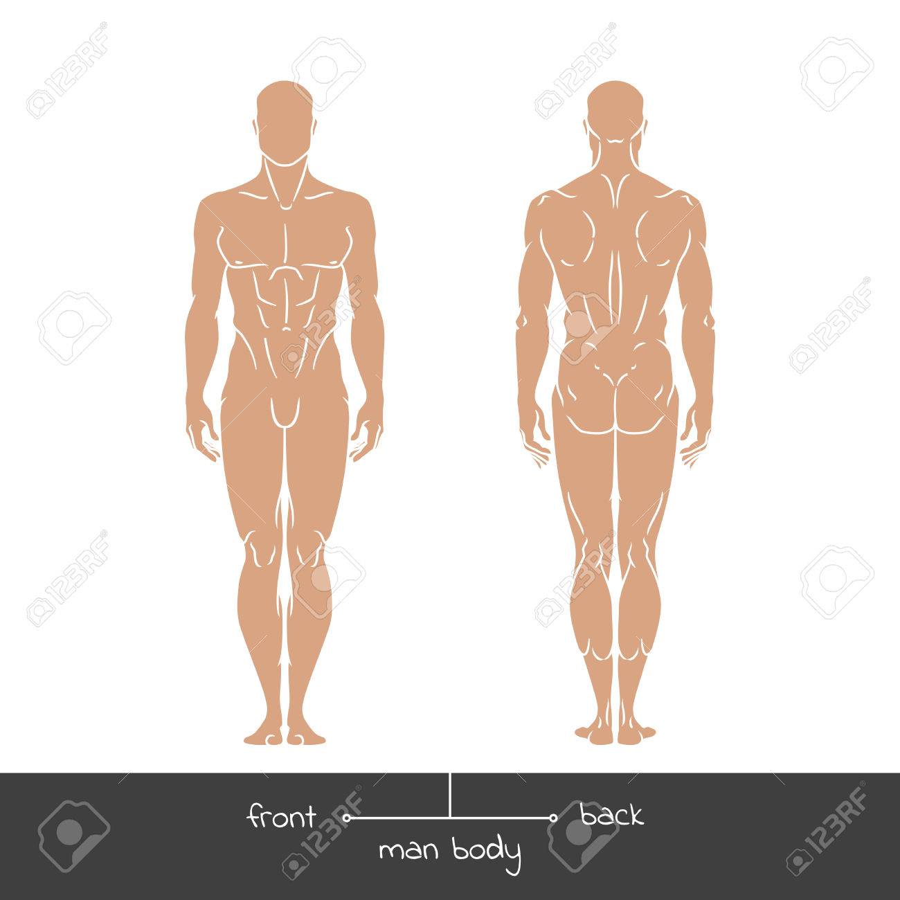 正面および背面から健全な若い男 男性の筋肉体図形アウトライン ベクトル概念図碑文 前面し 背面します 直線的なスタイルの人間図のベクトル イラスト のイラスト素材 ベクタ Image