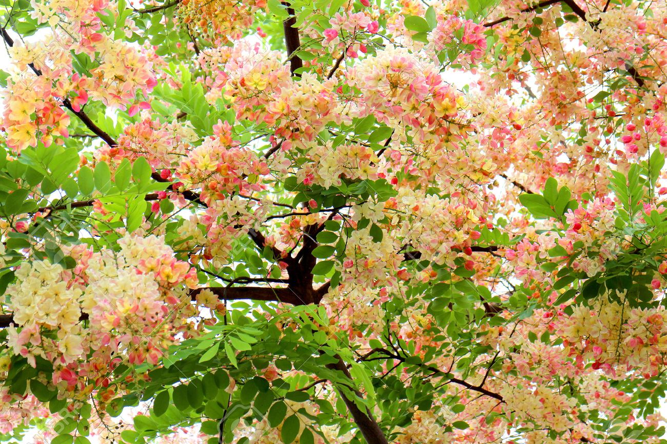 ピンクや白い背景に分離されたレインボー シャワー ツリー カッシア品種 の写真素材 画像素材 Image ピンクや白い背景に分離されたレインボー シャワー ツリー カッシア品種 の写真素材 画像素材 Image