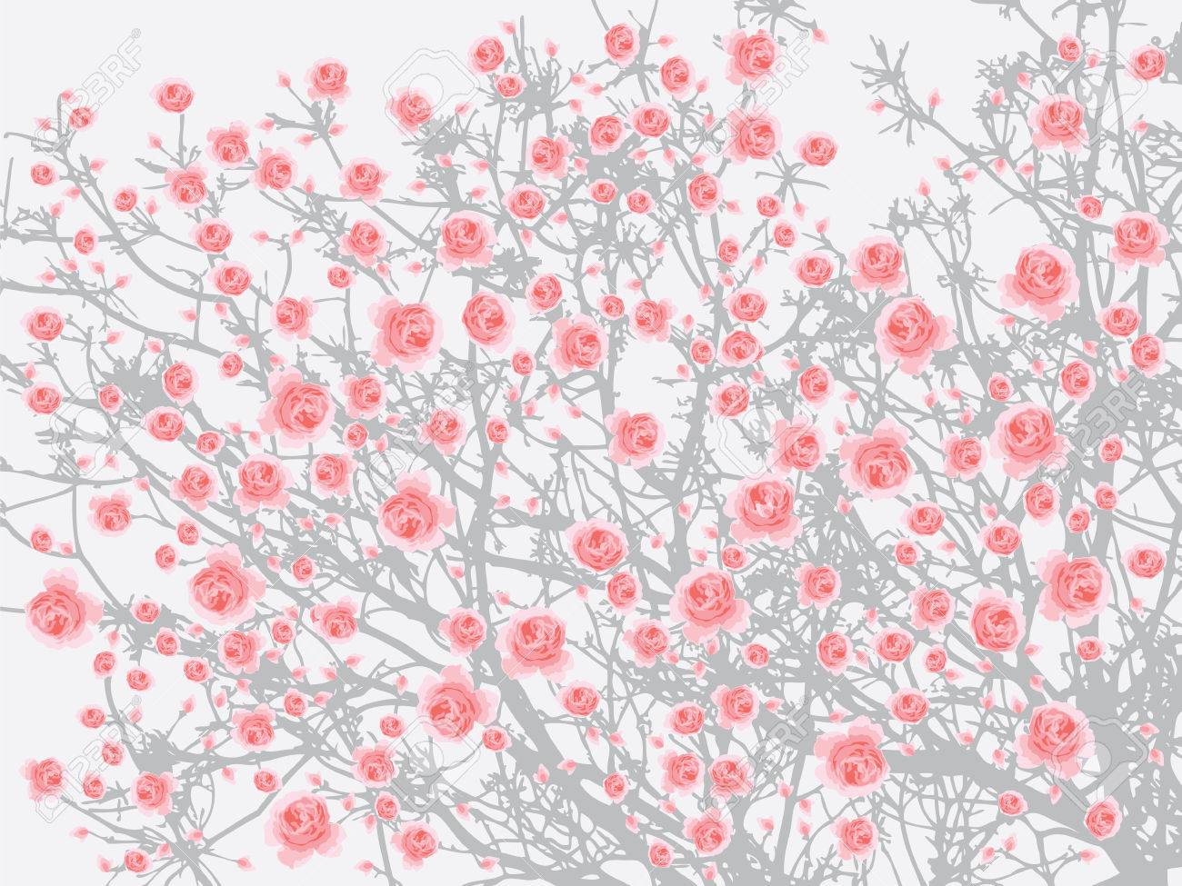 Full Bloom Pink Sakura Tree Cherry Blossom Light Gray Background