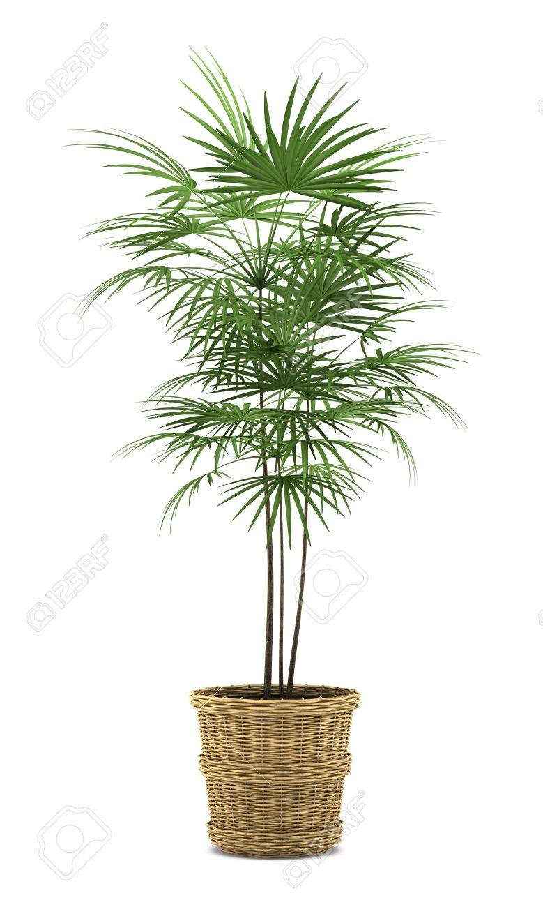 Pot Isolated On White Background Stock 