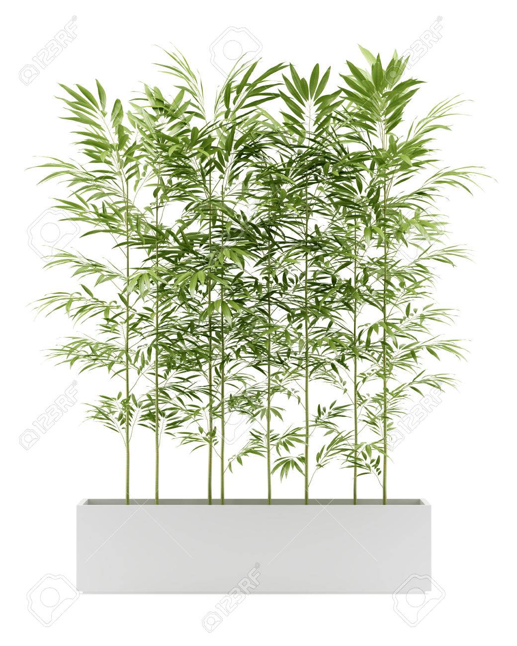 Immagini Stock Pianta In Vaso Di Bambu Isolati Su Sfondo Bianco Image 54620004