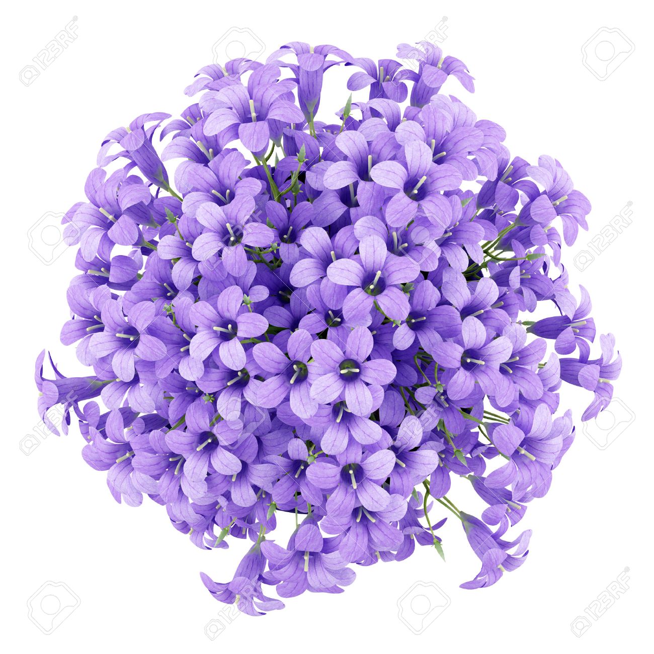 top view of purple flowers in pot isolated on white background purpleflowers