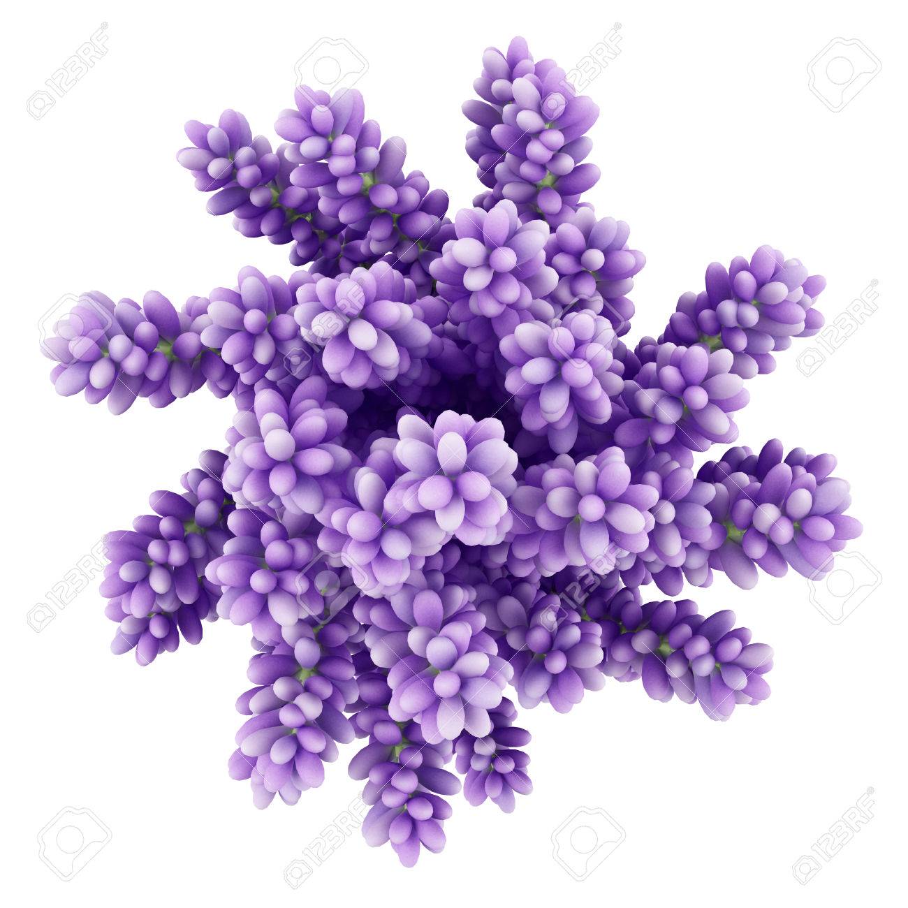 Top View Of Purple Lupine Flowers In Vase Isolated On White Background... Stock Photo, Picture And Royalty Free Image. Image 57319617.