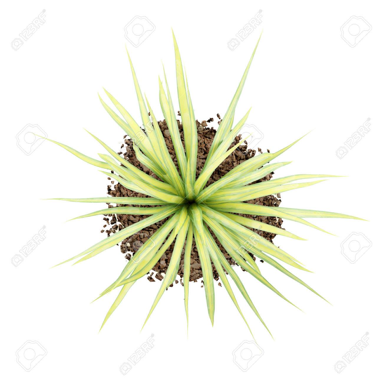 Bovenaanzicht van gele yucca plant geïsoleerd op een witte ... Yucca gele bladeren