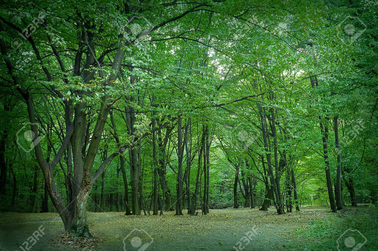 広葉樹林