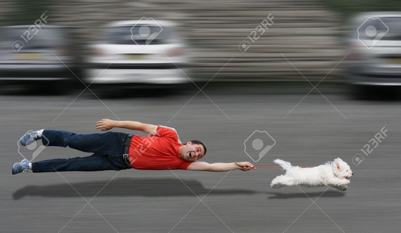 bearded dragon decal