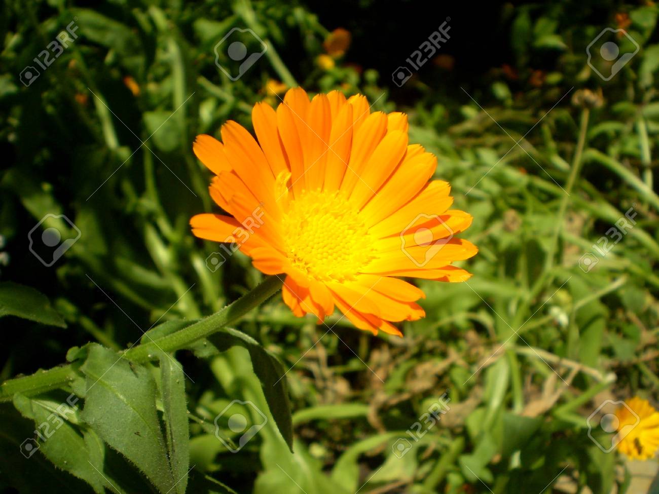 黒自然背景にぼやけグリーンにオレンジの花びらと真ん中の黄色いキンセンカの花の写真 の写真素材 画像素材 Image