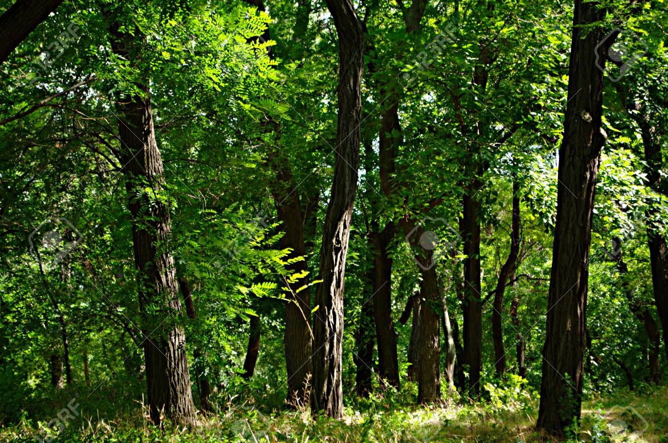 Soft Dark Natural Background. Green Leafy Trees And Silhouettes Of Trees,  Bushes And Grass In The Park. Slightly Blurred Focus. Stock Photo, Picture  And Royalty Free Image. Image 90052966.