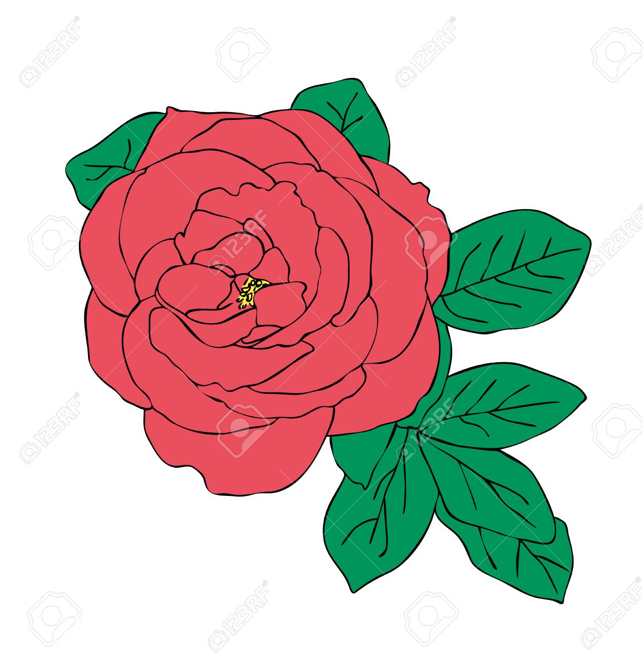 Red Rose Flower Drawing