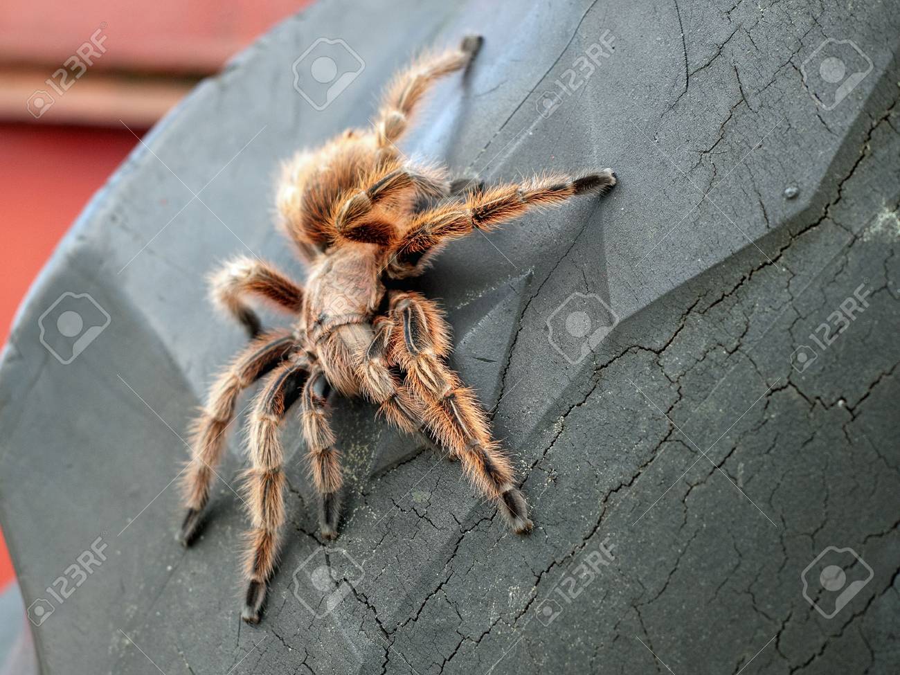 etiam-dictum-ipsum-a-felis