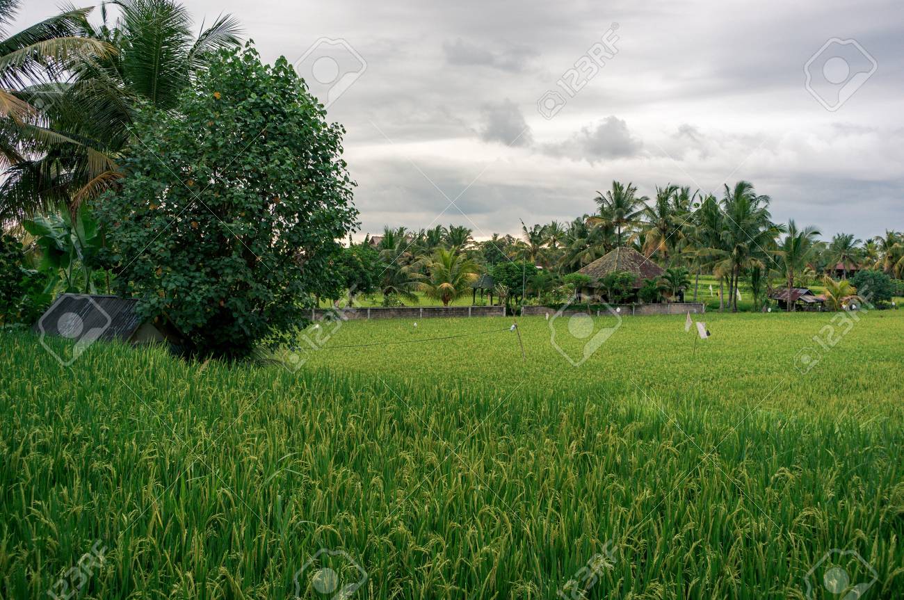 完熟収穫 インドネシア バリ島での米のプランテーションの農家 の写真素材 画像素材 Image
