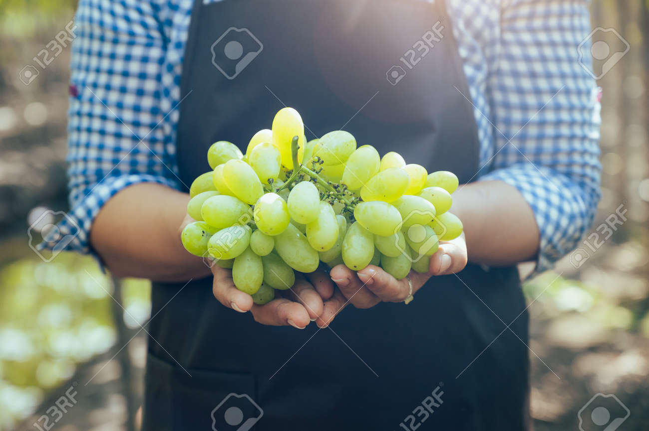 the woman harvesting the grapes in the vineyard. the concept of beverage, food, industrial and agriculture. - 168206484 the woman harvesting the grapes in the vineyard. the concept of beverage, food, industrial and agriculture. - 168206484