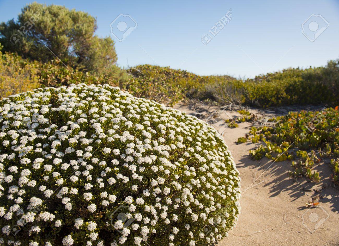 Plantes Et Fleurs Qui Poussent Dans Les Dunes De Sable Côtières
