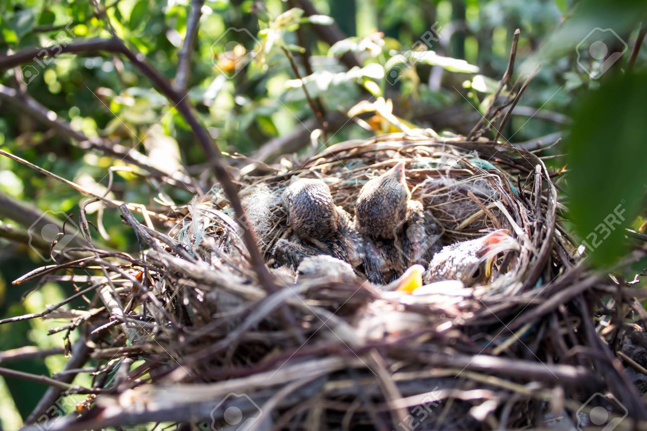 Oiseaux Bébé Dans Le Nid
