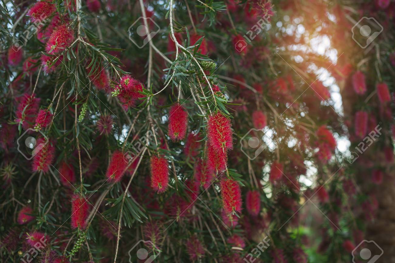 Goupillon Arbre Beauté Exotique Fleur Rouge Darbre De Brosse à Bouteille Callistemon