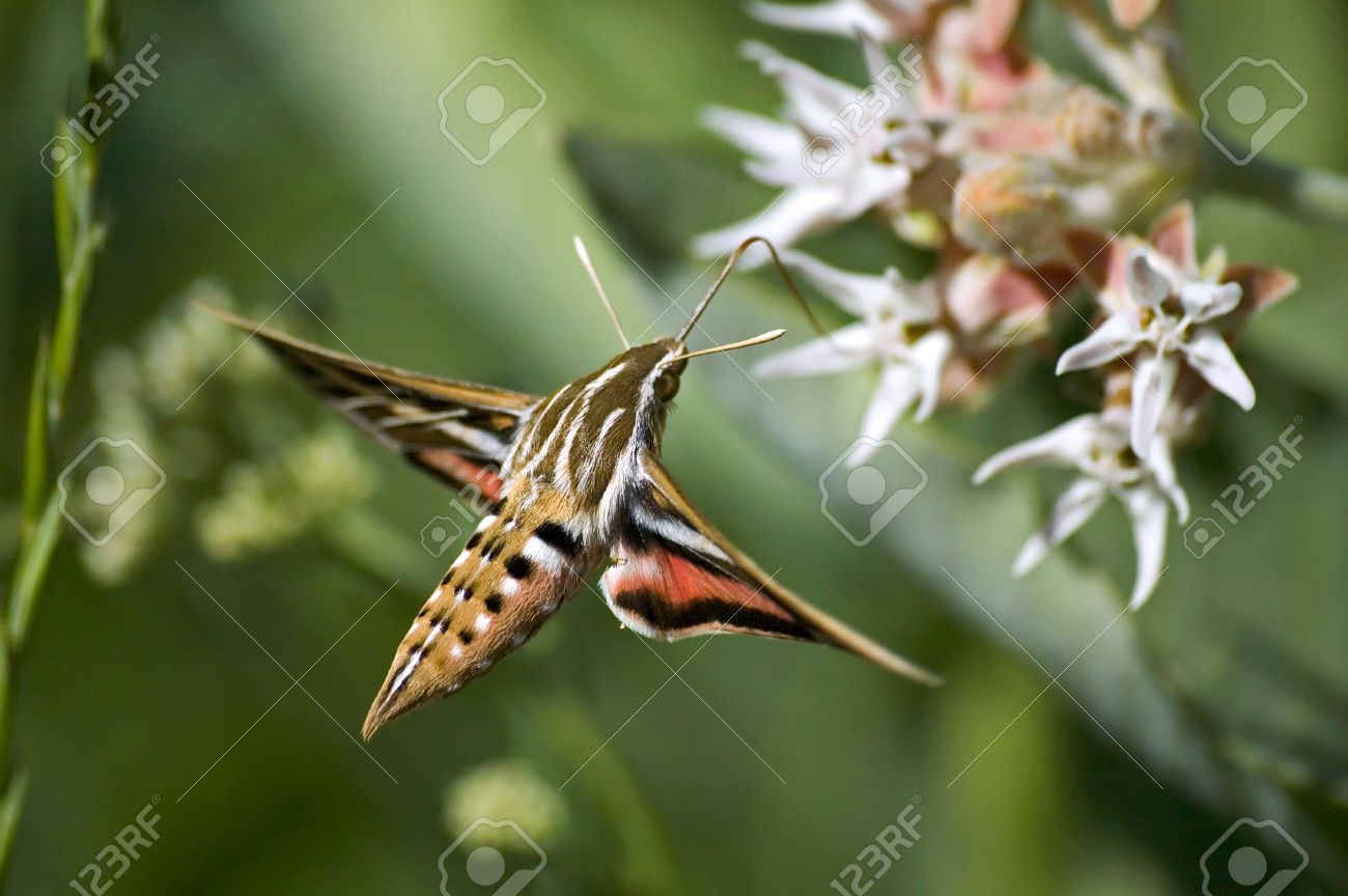 ハチドリ蛾 の写真素材 画像素材 Image