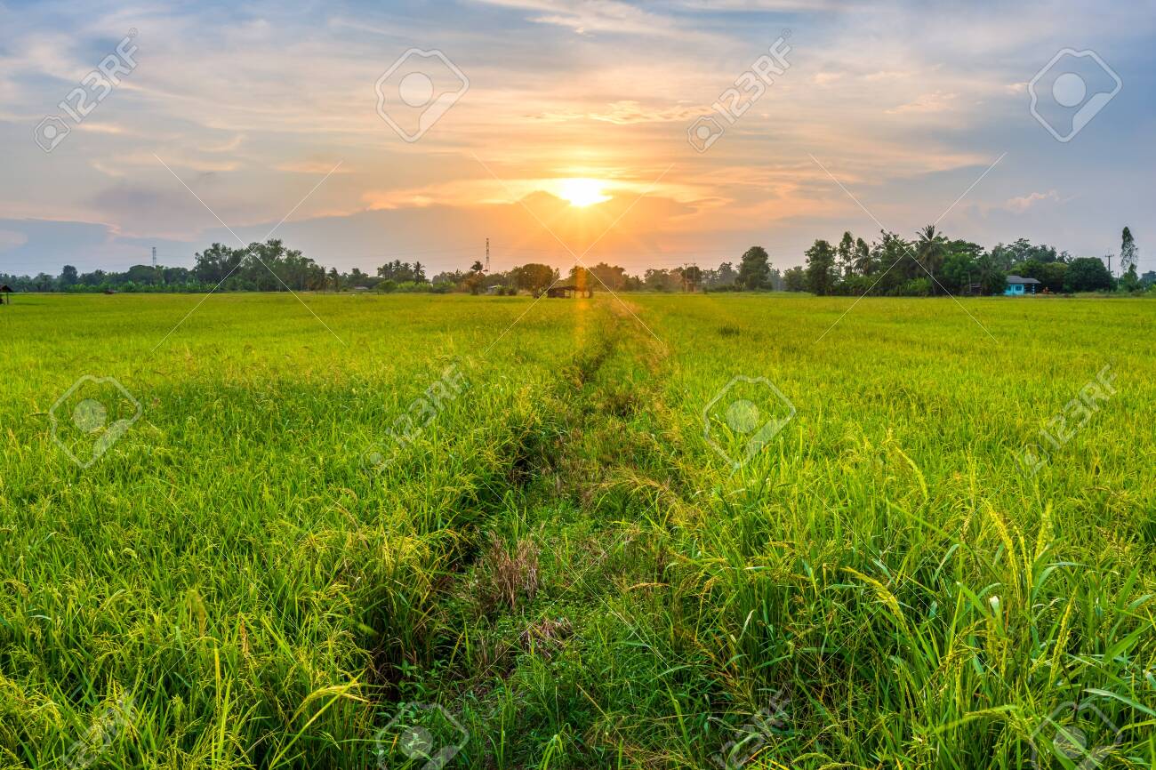 Beautiful Environment Landscape Of Green Field Cornfield Or Corn In Asia Country Agriculture Harvest With Sunset Sky Background Stock Photo Picture And Royalty Free Image Image 137945993