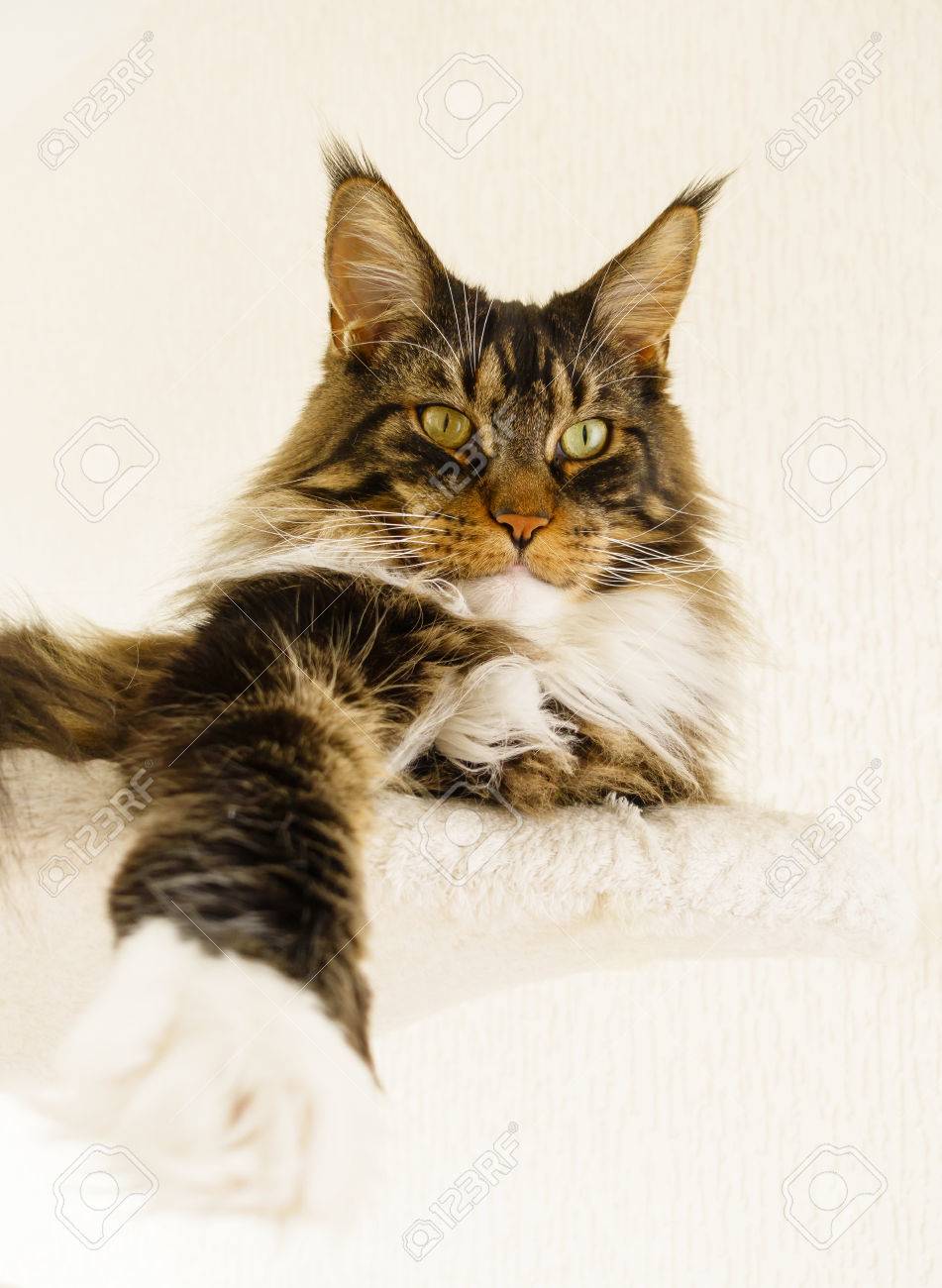 Gros Plan D Un Tabby Brun Avec Un Chat Blanc Du Maine Coon Est Allonge Sur Le Hamac Superieur De Son Griffoir Avec Une Jambe Tendue Vers L Avant Qui Veut Jouer Banque D Images