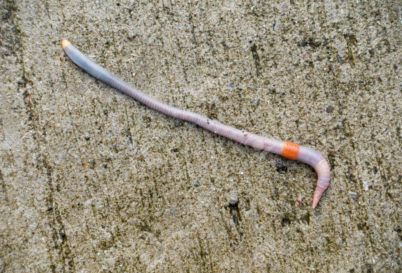 青灰色のミミズのクローズ アップは 素晴らしい灰色 オレンジ色 紫色 ピンクとブルーの色の濡れたコンクリートの彼の完全な長さに伸ばし の写真素材 画像素材 Image