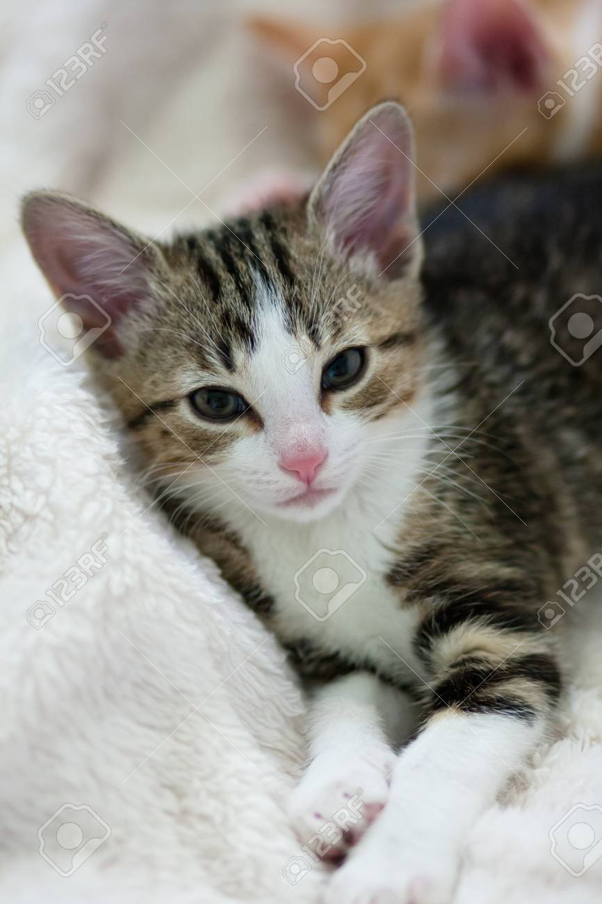 kitten on bed