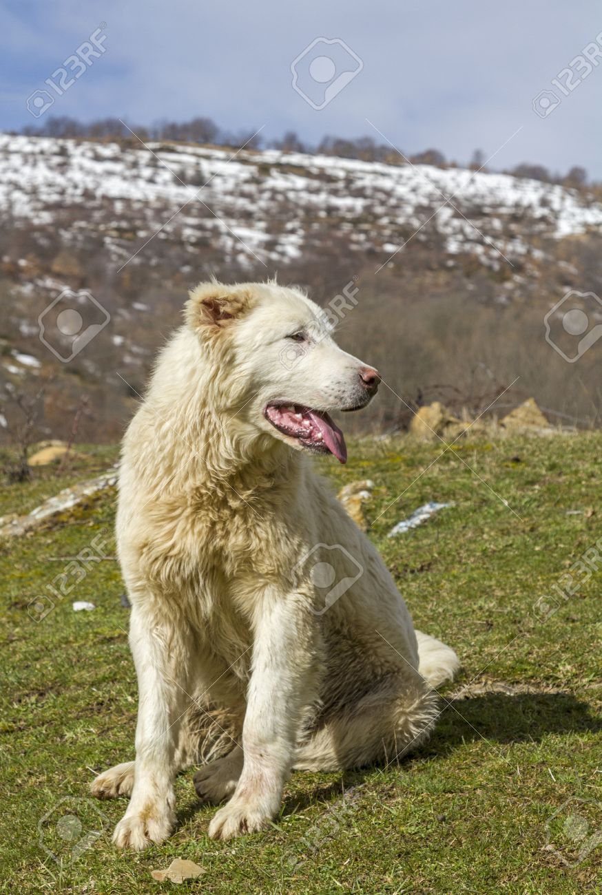 abruzzo sheepdog