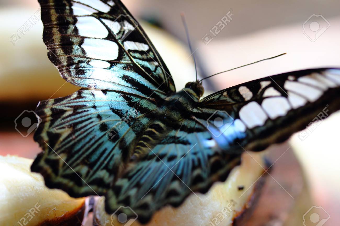 etiam-dictum-ipsum-a-felis