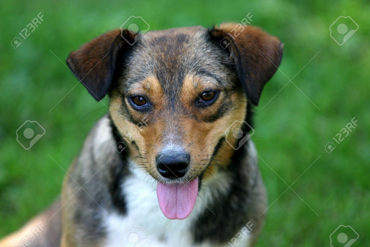 cute mutt puppy