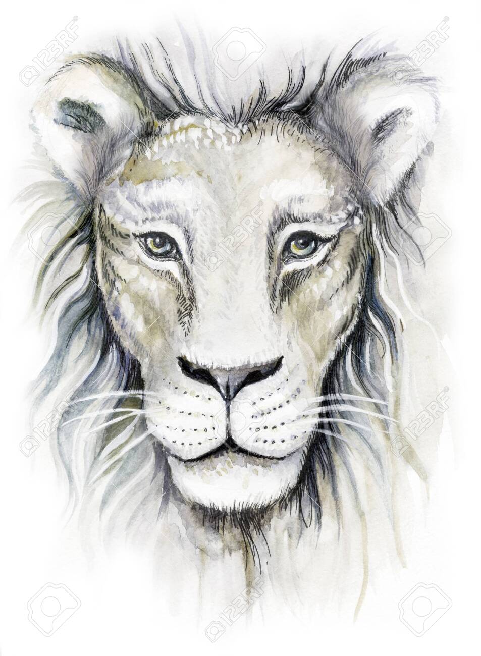 Watercolor Drawing Close Up Of A White Lion Stock Photo Picture