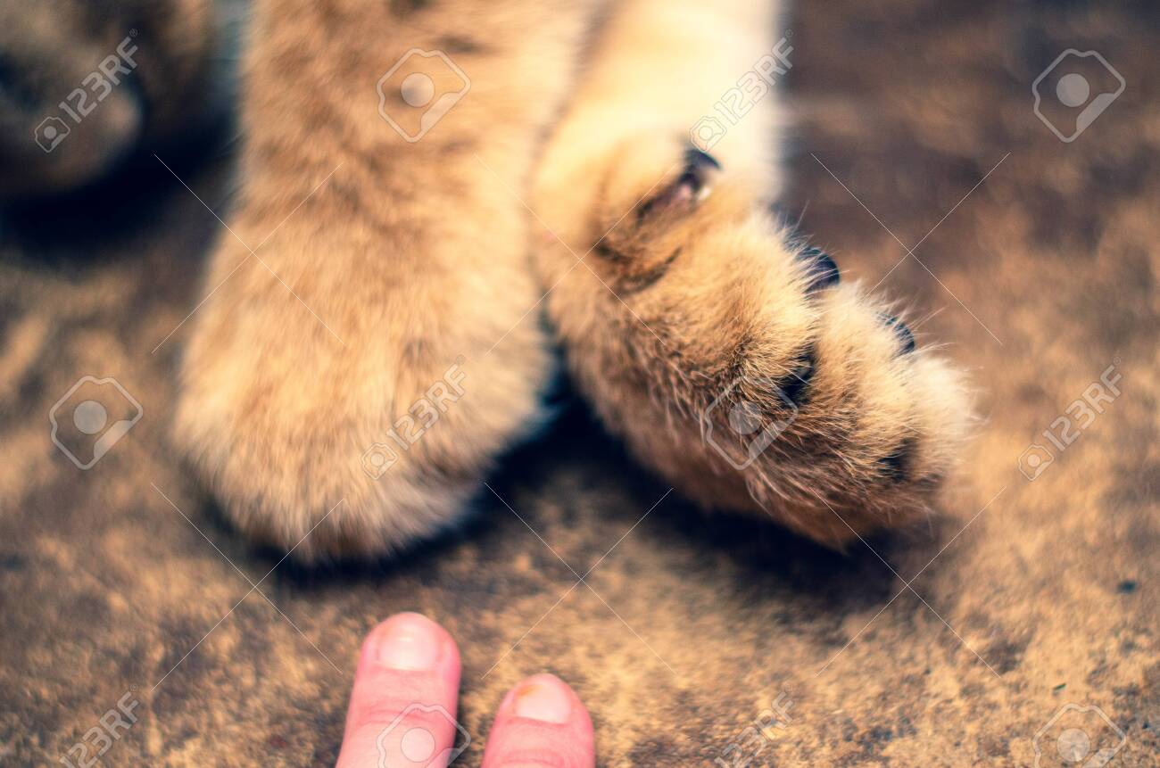 etiam-dictum-ipsum-a-felis