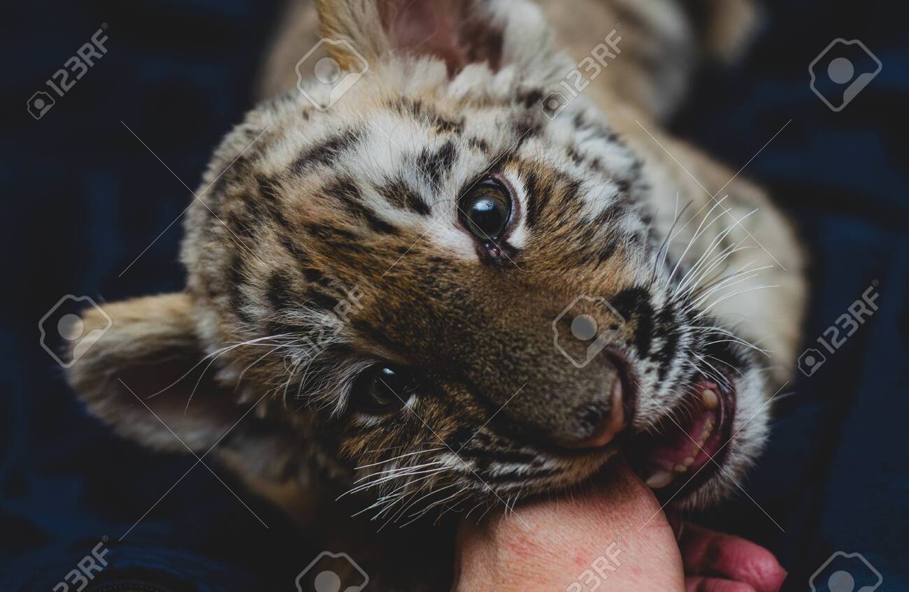 etiam-dictum-ipsum-a-felis