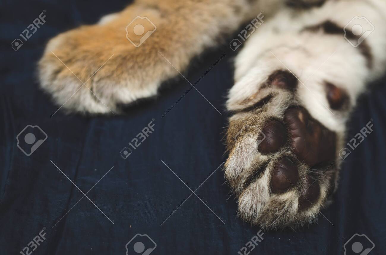 etiam-dictum-ipsum-a-felis