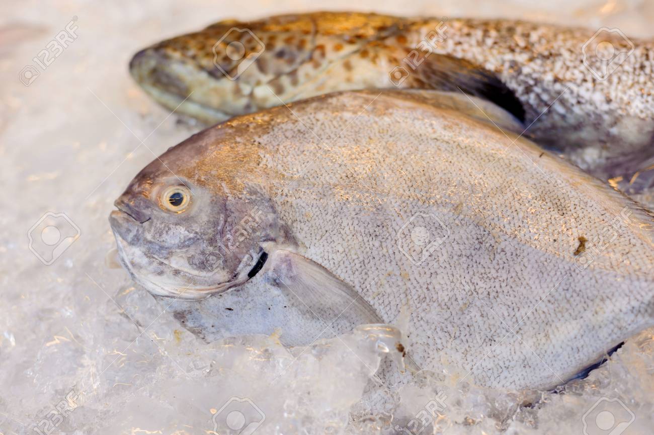 死海魚目のレストランで氷の上に薄いフォーカス の写真素材 画像素材 Image