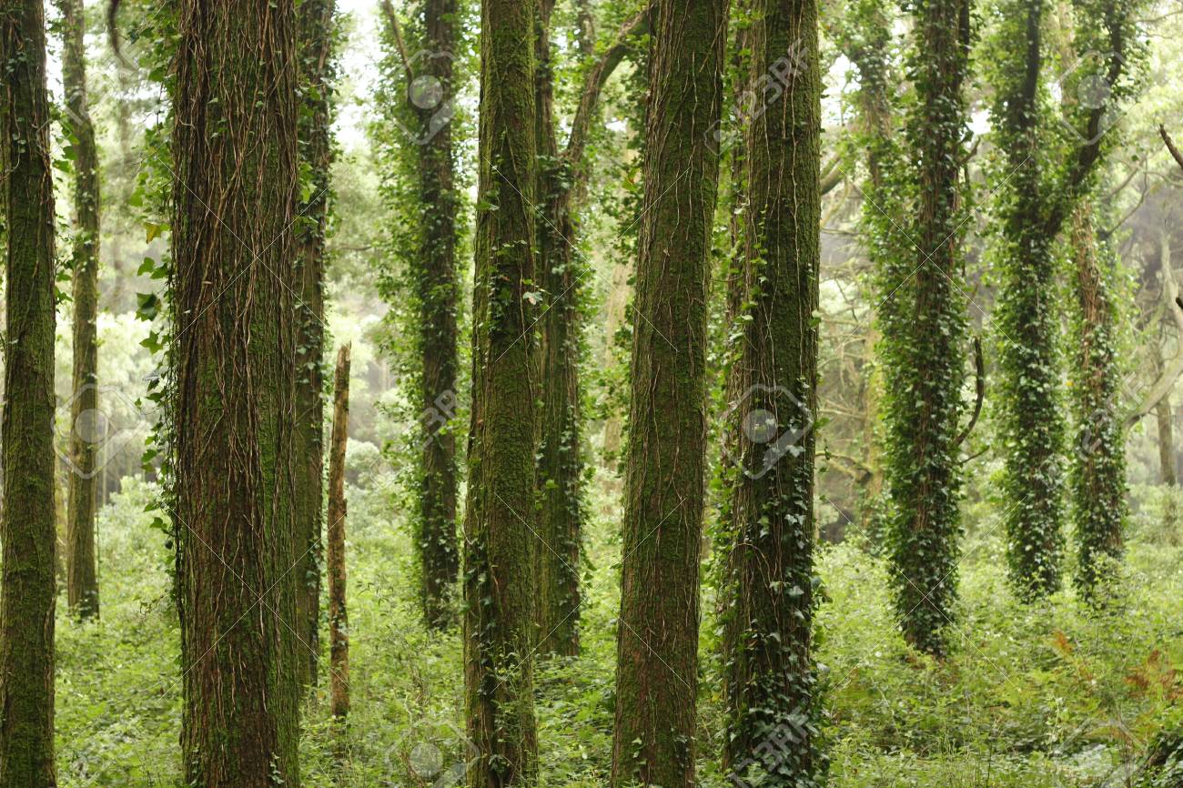 etiam-dictum-ipsum-a-felis