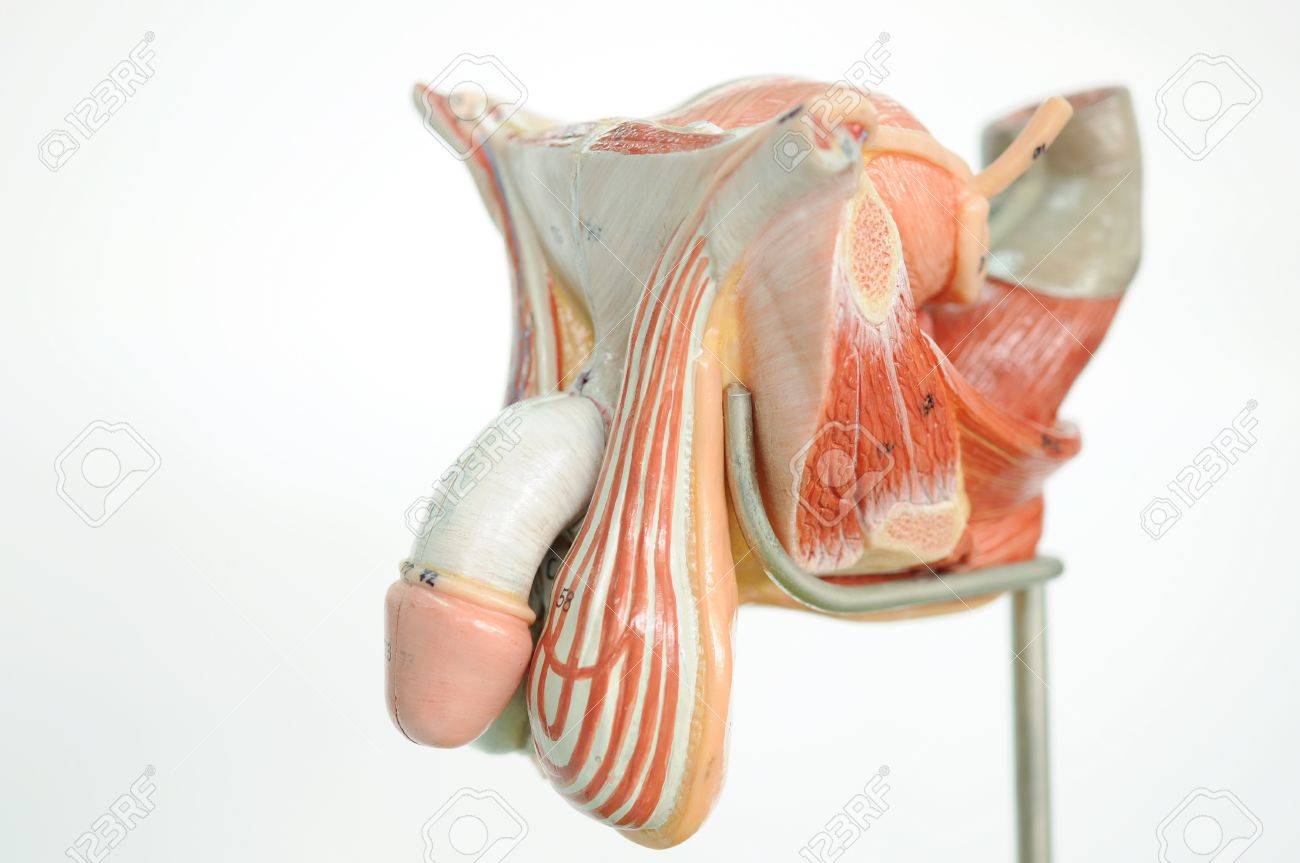 Anatomie Du Penis Banque D Images Et Photos Libres De Droits Image