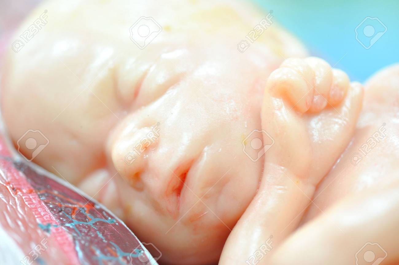 通常の位置に 7 ヶ月の胎児 の写真素材 画像素材 Image