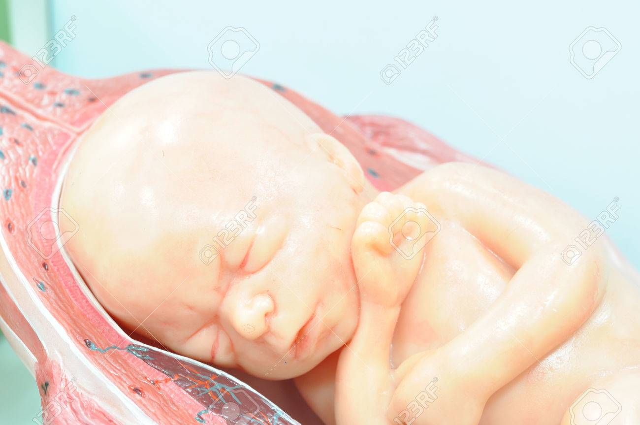 通常の位置に 7 ヶ月の胎児 の写真素材 画像素材 Image
