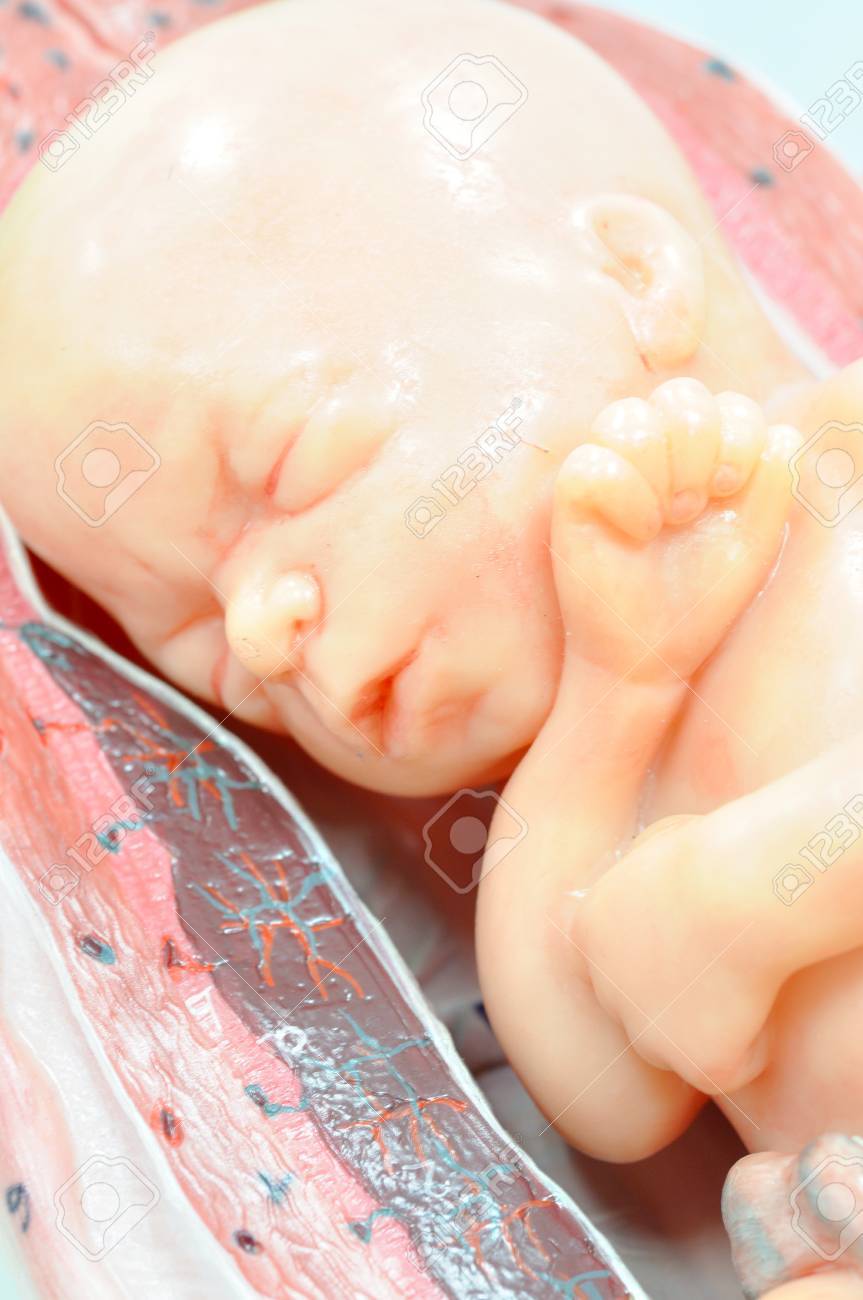 通常の位置に 7 ヶ月の胎児 の写真素材 画像素材 Image