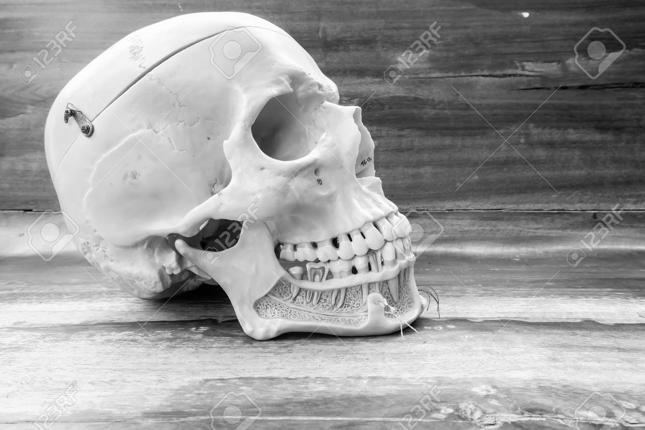 Human skull with black and white color concept